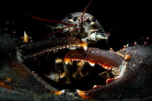 European lobster or common lobster (Homarus gammarus), Ze... by Filip Staes 
